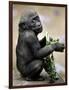 APTOPIX Zoo President Kiki-Elise Amendola-Framed Photographic Print