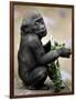 APTOPIX Zoo President Kiki-Elise Amendola-Framed Photographic Print