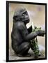 APTOPIX Zoo President Kiki-Elise Amendola-Framed Photographic Print