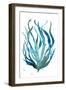 Aqua Creatures III-Elizabeth Medley-Framed Art Print