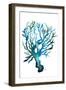 Aqua Creatures IV-Elizabeth Medley-Framed Art Print