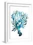 Aqua Creatures IV-Elizabeth Medley-Framed Art Print