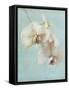 Aqua Floral I-Amy Melious-Framed Stretched Canvas