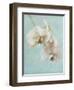 Aqua Floral I-Amy Melious-Framed Art Print