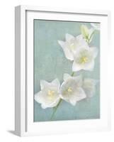 Aqua Floral IV-Amy Melious-Framed Art Print