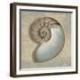 Aqua Nautilus-Caroline Kelly-Framed Art Print