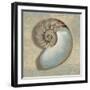 Aqua Nautilus-Caroline Kelly-Framed Art Print