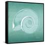 Aqua Ramshorn-Albert Koetsier-Framed Stretched Canvas