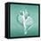 Aqua Tulip Shell-Albert Koetsier-Framed Stretched Canvas