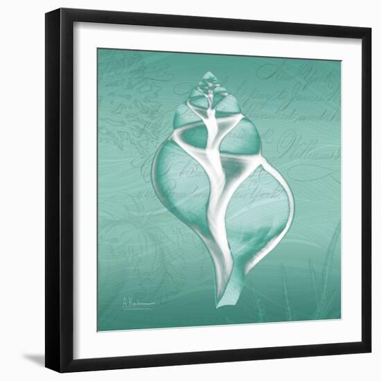 Aqua Tulip Shell-Albert Koetsier-Framed Art Print