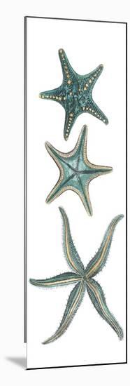 Aquamarine Starfish I-Vision Studio-Mounted Premium Giclee Print