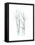 Aquarelle Birches I-Grace Popp-Framed Stretched Canvas