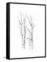 Aquarelle Birches I-Grace Popp-Framed Stretched Canvas