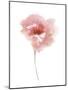 Aquarelle Blooms - Joy-Sandra Jacobs-Mounted Giclee Print