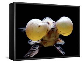 Aquarium Fish Bubble-Eye Goldfish-null-Framed Stretched Canvas