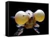 Aquarium Fish Bubble-Eye Goldfish-null-Framed Stretched Canvas