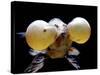 Aquarium Fish Bubble-Eye Goldfish-null-Stretched Canvas