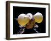 Aquarium Fish Bubble-Eye Goldfish-null-Framed Photographic Print
