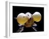 Aquarium Fish Bubble-Eye Goldfish-null-Framed Photographic Print