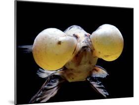 Aquarium Fish Bubble-Eye Goldfish-null-Mounted Photographic Print