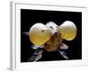 Aquarium Fish Bubble-Eye Goldfish-null-Framed Photographic Print