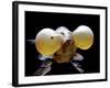 Aquarium Fish Bubble-Eye Goldfish-null-Framed Photographic Print