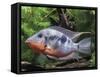 Aquarium Fish Firemouth Cichlid-null-Framed Stretched Canvas