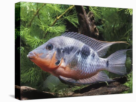 Aquarium Fish Firemouth Cichlid-null-Stretched Canvas