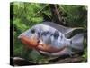 Aquarium Fish Firemouth Cichlid-null-Stretched Canvas