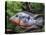 Aquarium Fish Firemouth Cichlid-null-Stretched Canvas