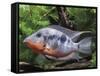 Aquarium Fish Firemouth Cichlid-null-Framed Stretched Canvas