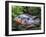 Aquarium Fish Firemouth Cichlid-null-Framed Premium Photographic Print
