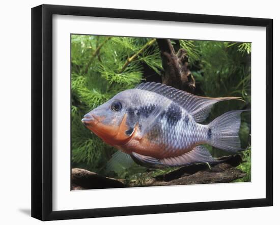 Aquarium Fish Firemouth Cichlid-null-Framed Photographic Print