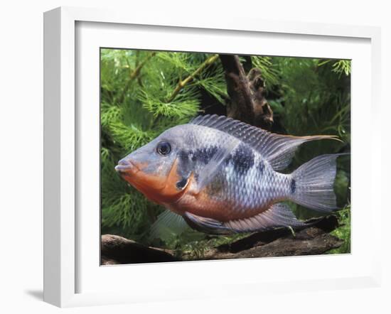 Aquarium Fish Firemouth Cichlid-null-Framed Photographic Print