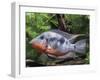 Aquarium Fish Firemouth Cichlid-null-Framed Photographic Print