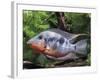 Aquarium Fish Firemouth Cichlid-null-Framed Photographic Print