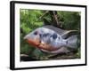 Aquarium Fish Firemouth Cichlid-null-Framed Photographic Print