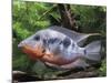 Aquarium Fish Firemouth Cichlid-null-Mounted Photographic Print