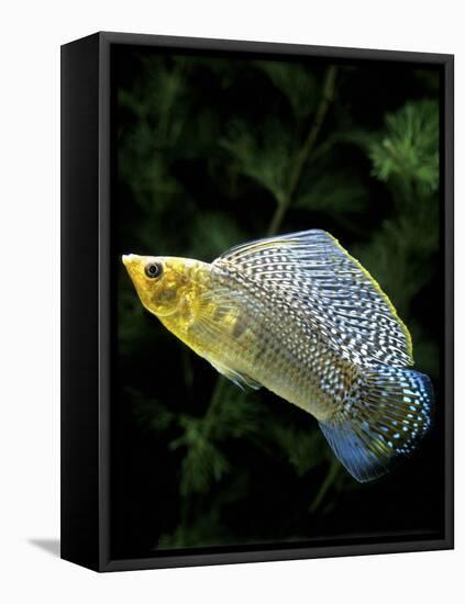 Aquarium Fish Giant Sailfin Molly-null-Framed Stretched Canvas