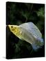 Aquarium Fish Giant Sailfin Molly-null-Stretched Canvas