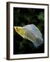 Aquarium Fish Giant Sailfin Molly-null-Framed Photographic Print