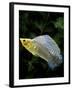 Aquarium Fish Giant Sailfin Molly-null-Framed Photographic Print