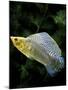 Aquarium Fish Giant Sailfin Molly-null-Mounted Photographic Print