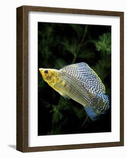 Aquarium Fish Giant Sailfin Molly-null-Framed Photographic Print