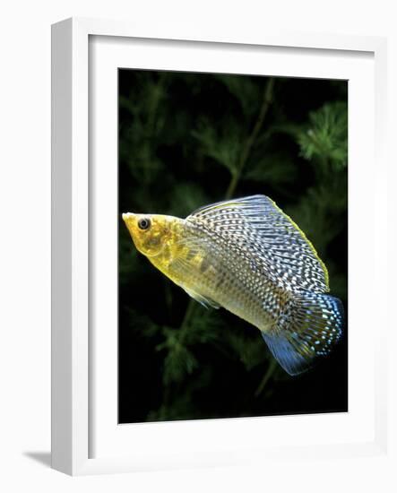 Aquarium Fish Giant Sailfin Molly-null-Framed Photographic Print