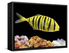 Aquarium Fish, Golden Jack, Golden Trevally-null-Framed Stretched Canvas