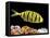 Aquarium Fish, Golden Jack, Golden Trevally-null-Framed Stretched Canvas
