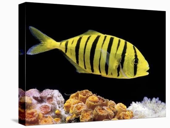 Aquarium Fish, Golden Jack, Golden Trevally-null-Stretched Canvas