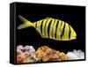 Aquarium Fish, Golden Jack, Golden Trevally-null-Framed Stretched Canvas