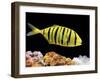 Aquarium Fish, Golden Jack, Golden Trevally-null-Framed Premium Photographic Print